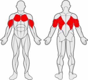 Muscles sollicités