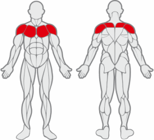 Muscles sollicités