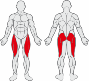 Muscles sollicités