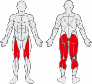 Muscles sollicités