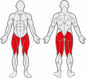 Muscles sollicités