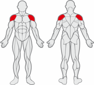 Muscles sollicités