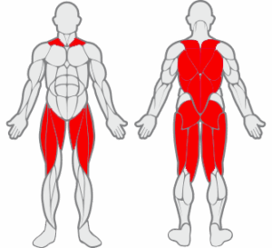 Muscles sollicités