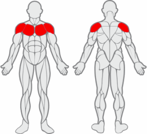Muscles sollicités