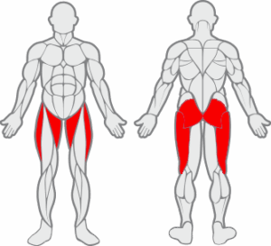 Muscles sollicités